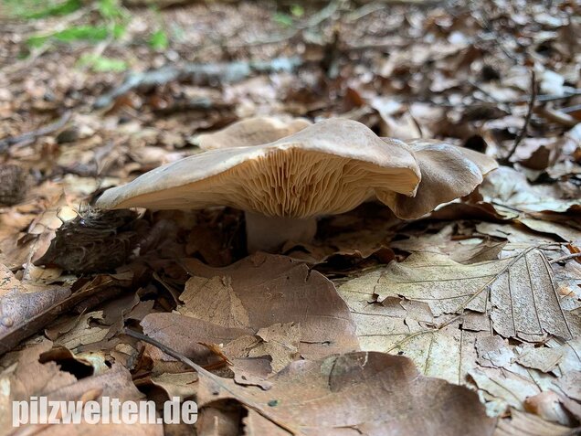 Flügelsporiger Milchling, Lactarius pterosporus