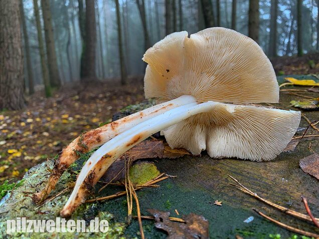 Gefleckter Rosasporrübling, Rhodocollybia maculata