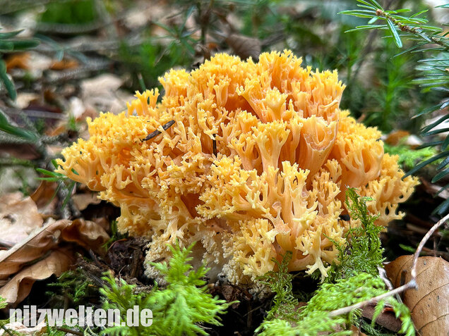 Gelbwerdende Koralle, Rosagelbliche Koralle, Ramaria flavescens