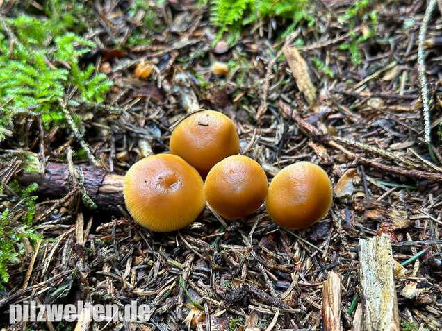 Gifthäubling, Nadelholzgifthäubling, Galerina marginata