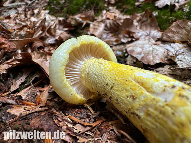 Goldzahn-Schneckling, Hygrophorus chrysodon