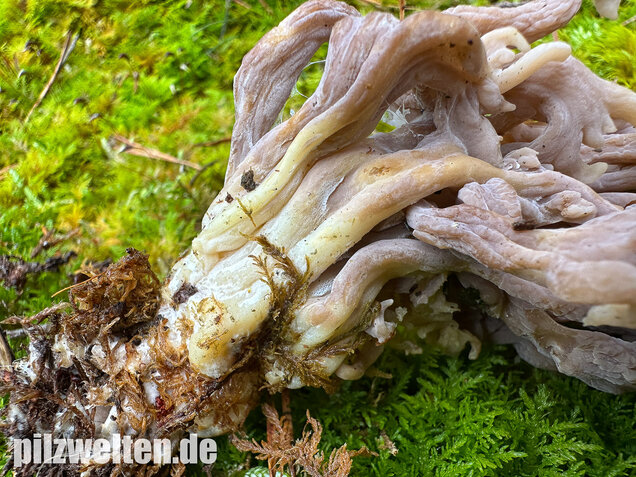 Graue Koralle, Grauer Keulenpilz, Clavulina cinerea