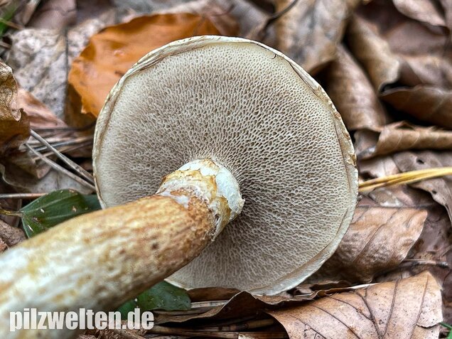 Grauer Lärchenröhrling, Suillus viscidus