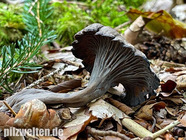 Grauer Pfifferling, Craterellus cinereus