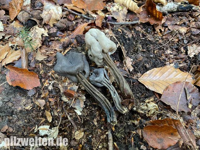 Grubenlorchel, Helvella lacunosa