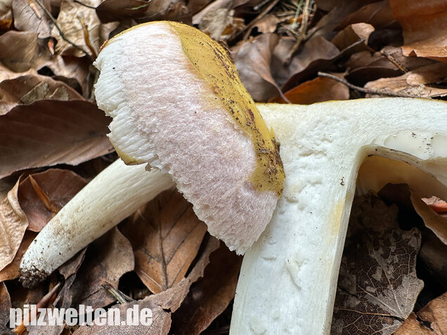 Grüner Speisetäubling, Russula heterophylla