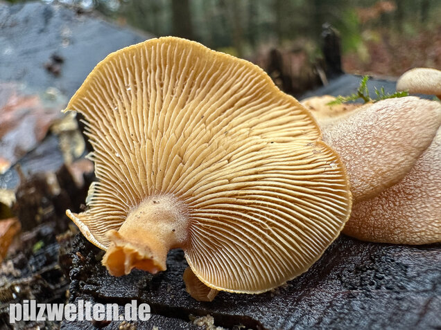 Herber Zwergknäueling, Panellus stipticus