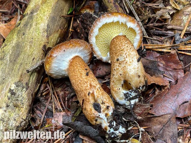 Hohlfußröhrling, Suillus cavipes