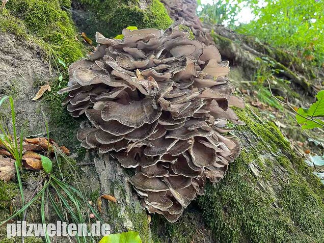 Klapperschwamm, Maitake, Grifola frondosa