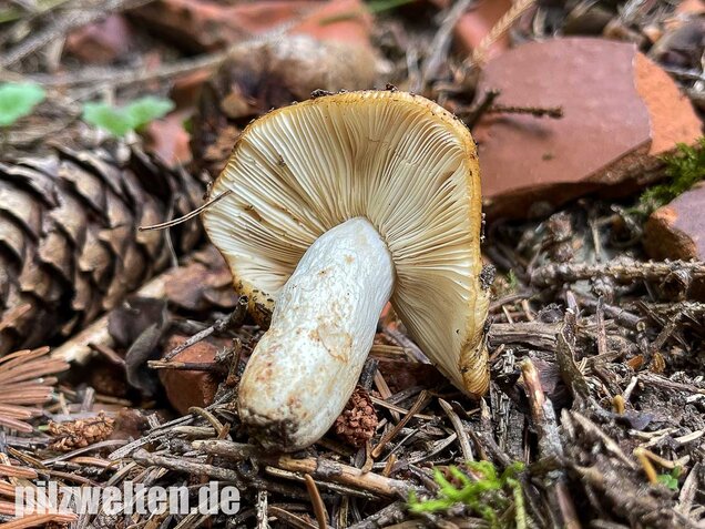 Mandeltäubling, Russula grata