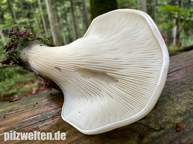 Ohrförmiger Seitling, Pleurocybella porrigens