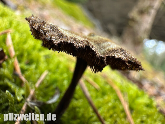 Ohrlöffelstacheling, Auriscalpium vulgare