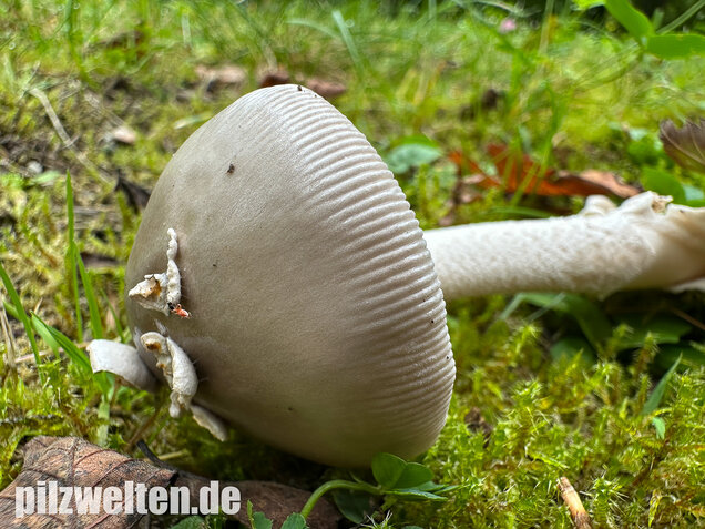 Pappelstreifling, Amanita simulans Contu