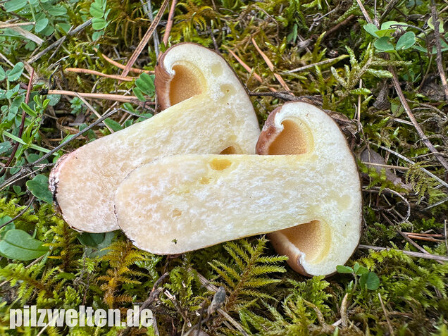 Ringloser Butterpilz, Suillus collinitus