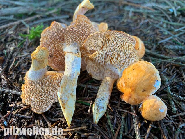 Rostgelber Semmelstoppelpilz, Hydnum rufescens