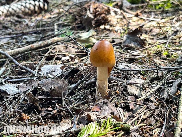 Rotbrauner Scheidenstreifling, Amanita fulva