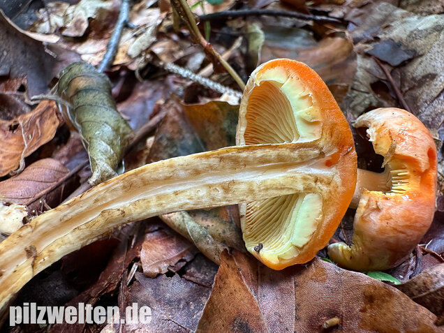 Safranroter Schüppling, Safranschüppling, Pyrrhulomyces astragalinus