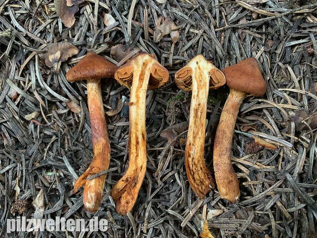 Spitzgebuckelter Raukopf, Cortinarius rubellus