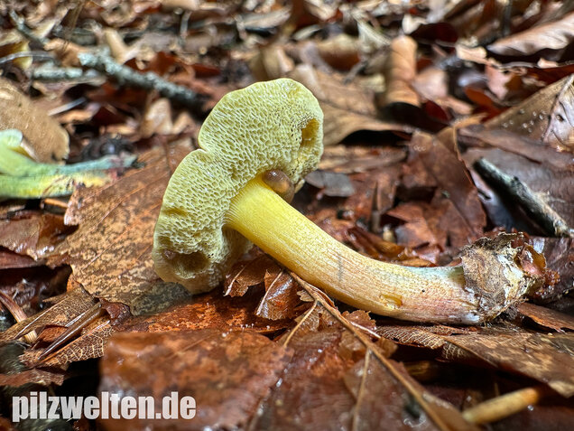 Starkblauender Rotfußröhrling, Xerocomellus cisalpinus