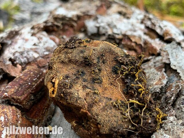 Warzige Hirschtrüffel, Elaphomyces granulatus