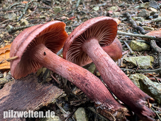 Weinroter Purpur-Schneckling, Hygrophorus capreolarius