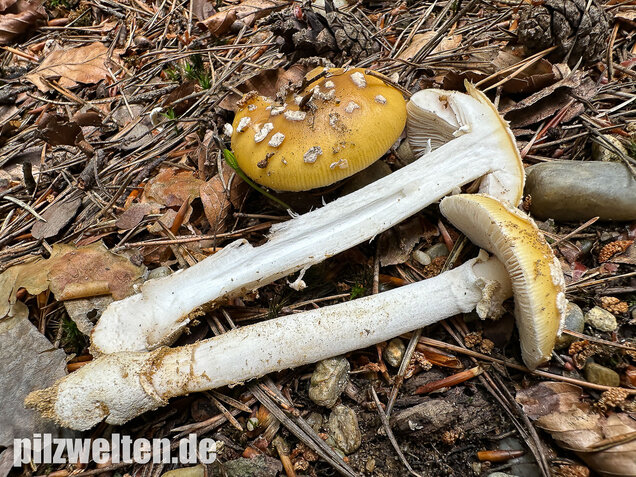 Narzissengelber Knollenblätterpilz, Amanita gemmata