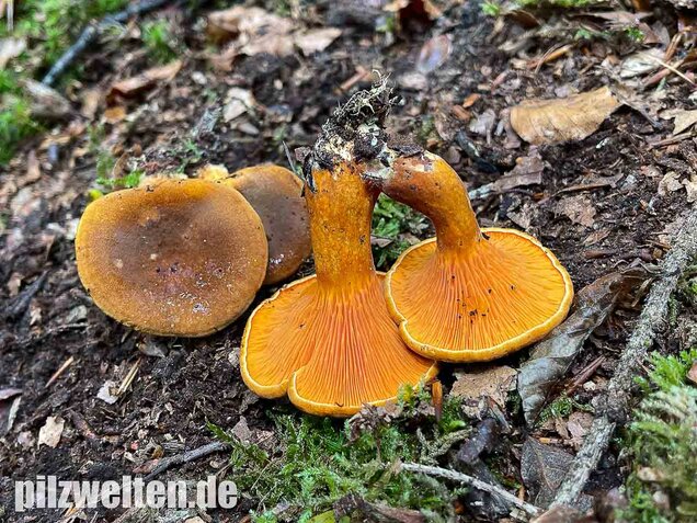 Brauner Afterleistling, Hygrophoropsis rufa