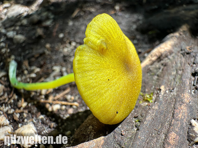 Braungrüner Zärtling, Braungrüner Rötling, Entoloma incanum agg.