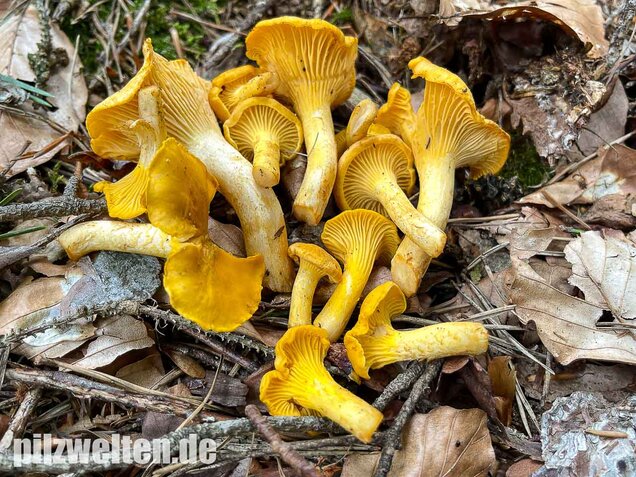 Echter Pfifferling, Cantharellus cibarius