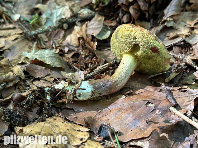 Falscher Rotfußröhrling, Düsterer Rotfußröhrling, Xerocomellus porosporus