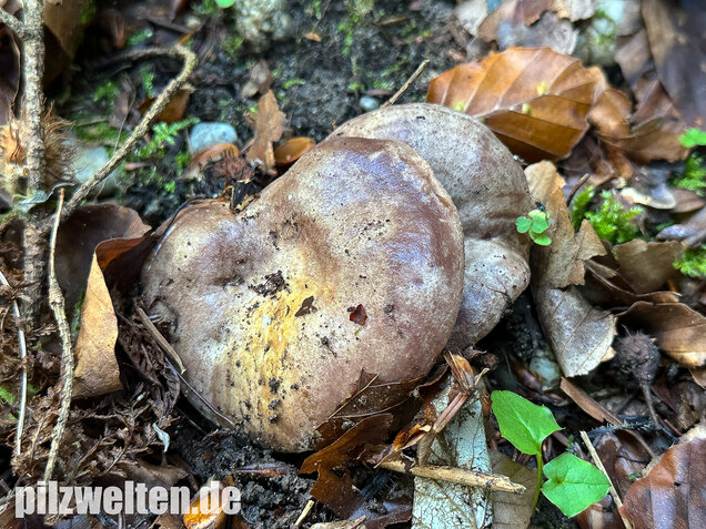 Gezonter Violettmilchling, Lactarius violascens