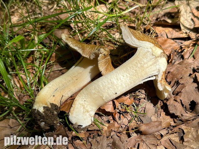 Graubeigeblättriger Risspilz, Sternsporiger Risspilz, Inocybe margaritispora