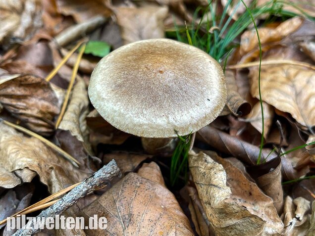 Grauer Lärchenröhrling, Suillus viscidus
