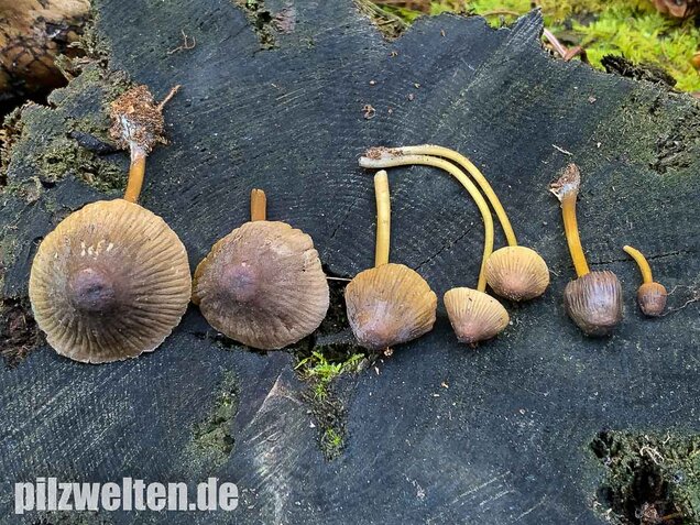 Grünschneidiger Helmling, Mycena viridimarginata