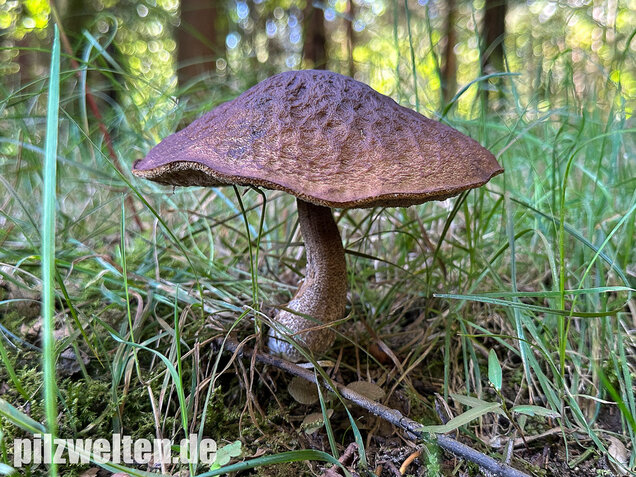 Hainbuchenraufuß, Leccinellum pseudoscabrum