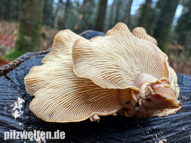 Herber Zwergknäueling, Panellus stipticus