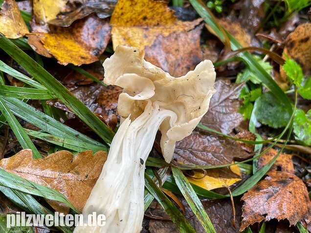 Herbstlorchel, Helvella crispa