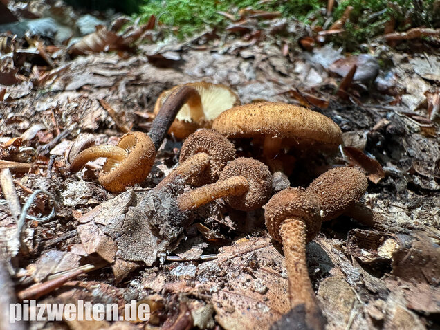 Igelschüppchenschnitzling, Phaeomarasmius erinaceus