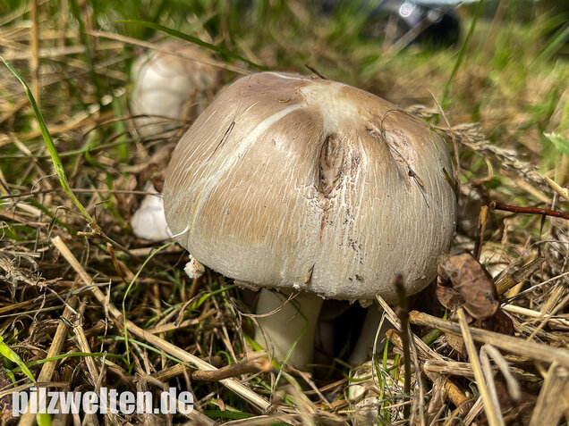 Karbolchampignon, Agaricus xanthodermus