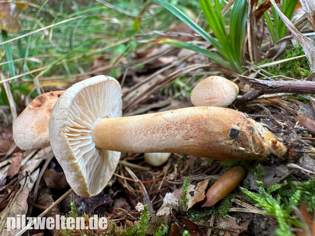 Lärchenritterling, Schwammiger Ritterling, Tricholoma psammopus