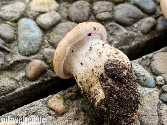 Mairitterling, Georgsritterling, Calocybe gambosa