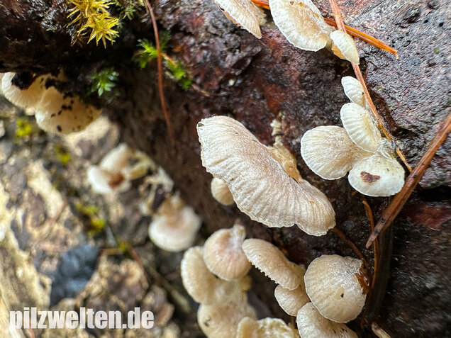 Milder Zwergknäueling, Weißer Muschelseitling, Panellus mitis