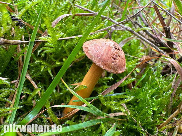 Pfefferröhrling, Chalciporus piperatus