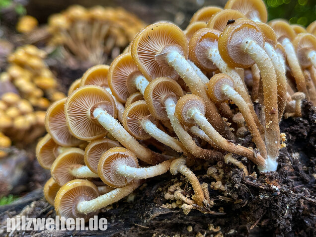 Stockschwämmchen, Kuehneromyces mutabilis