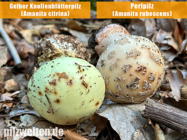 Gelber Knollenblätterpilz, Amanita citrina