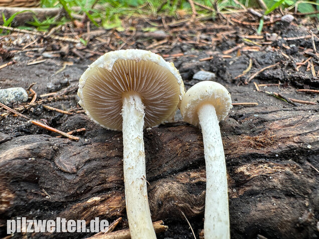 Weißer Ackerling, Rissiger Ackerling, Agrocybe dura
