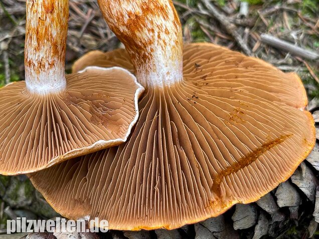 Rotschuppiger Raukopf, Cortinarius bolaris