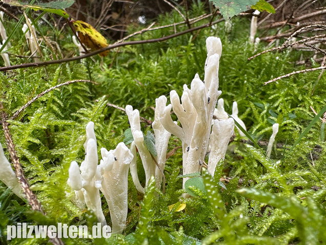 Runzelige Koralle, Runzeliger Keulenpilz, Clavulina rugosa