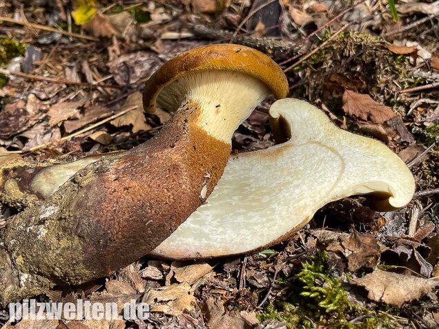 Samtfußkrempling, Tapinella atrotomentosa
