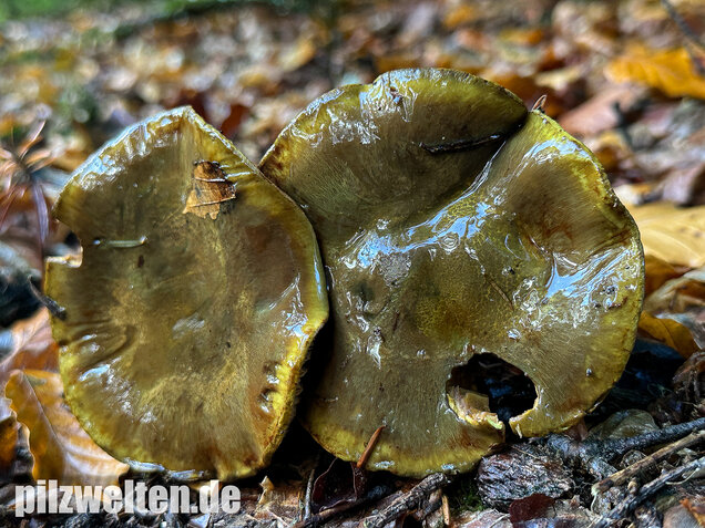 Schwarzgrüner Klumpfuß, Calonarius atrovirens
